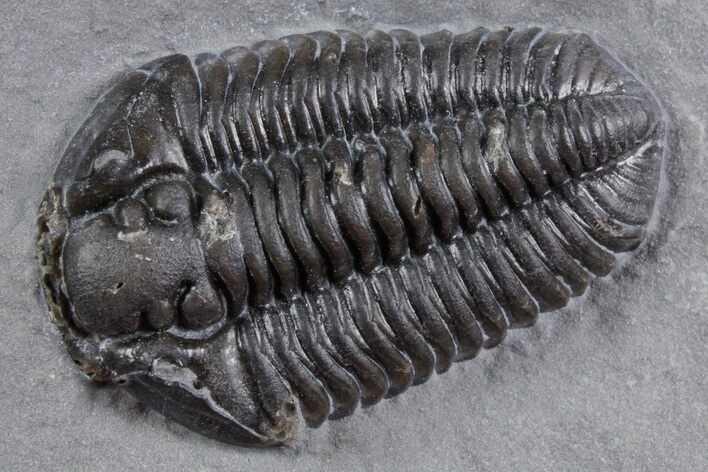 Calymene Niagarensis Trilobite Fossil - New York #357100